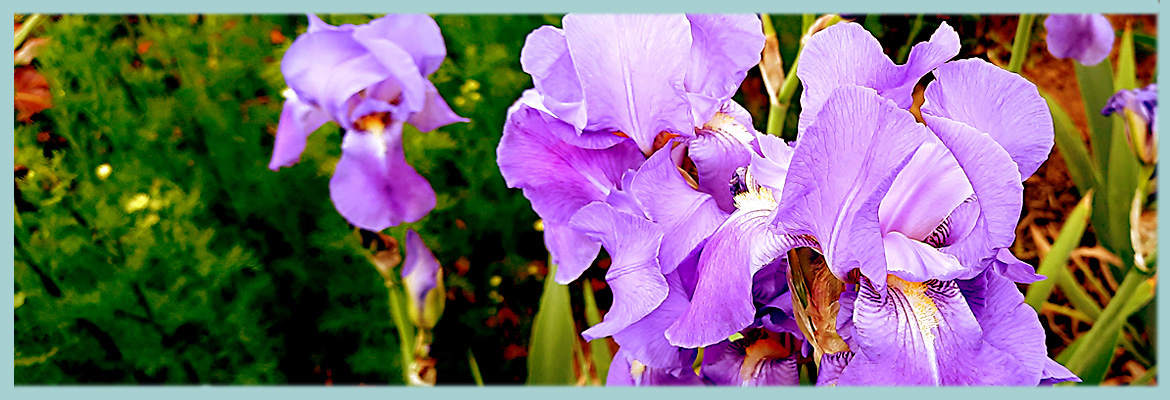 Schwertlilien Annett Oehme 2025